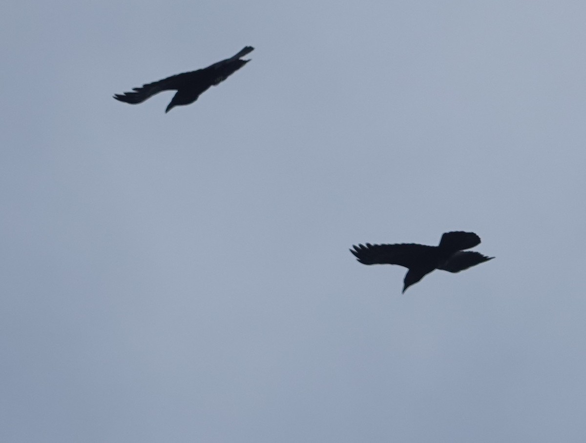 עורב שחור - ML647362659