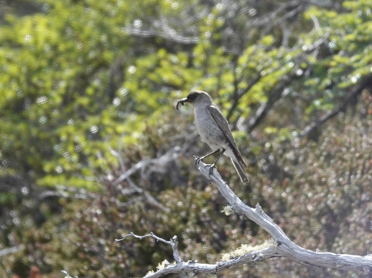 Dormilona Carinegra - ML647362671