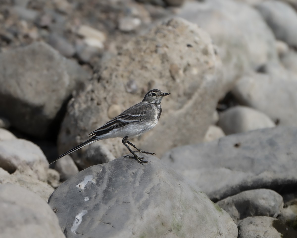 linerle (yarrellii) (svartryggerle) - ML647362677