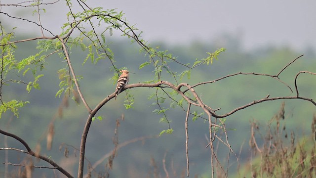 戴勝 - ML647362685