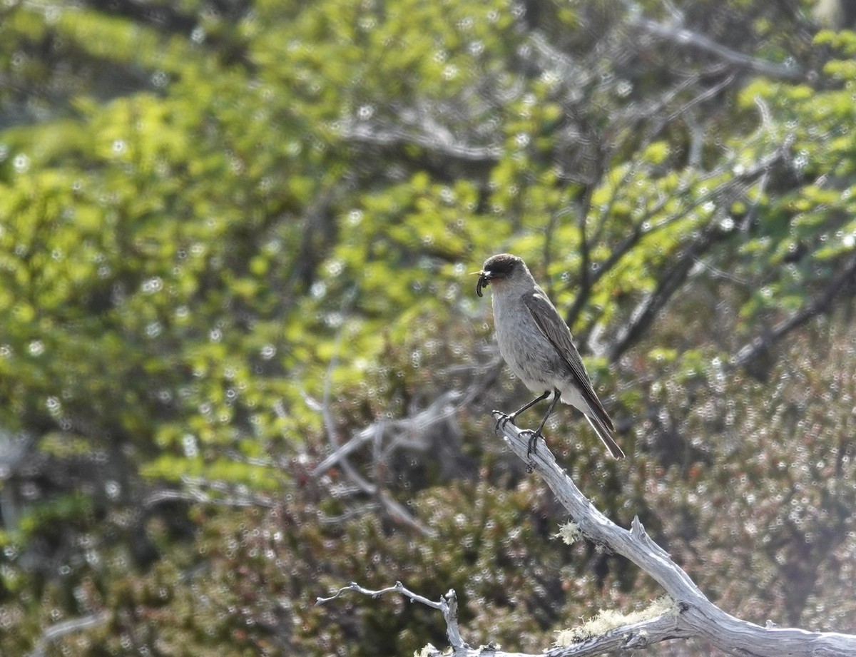 Dormilona Carinegra - ML647362708