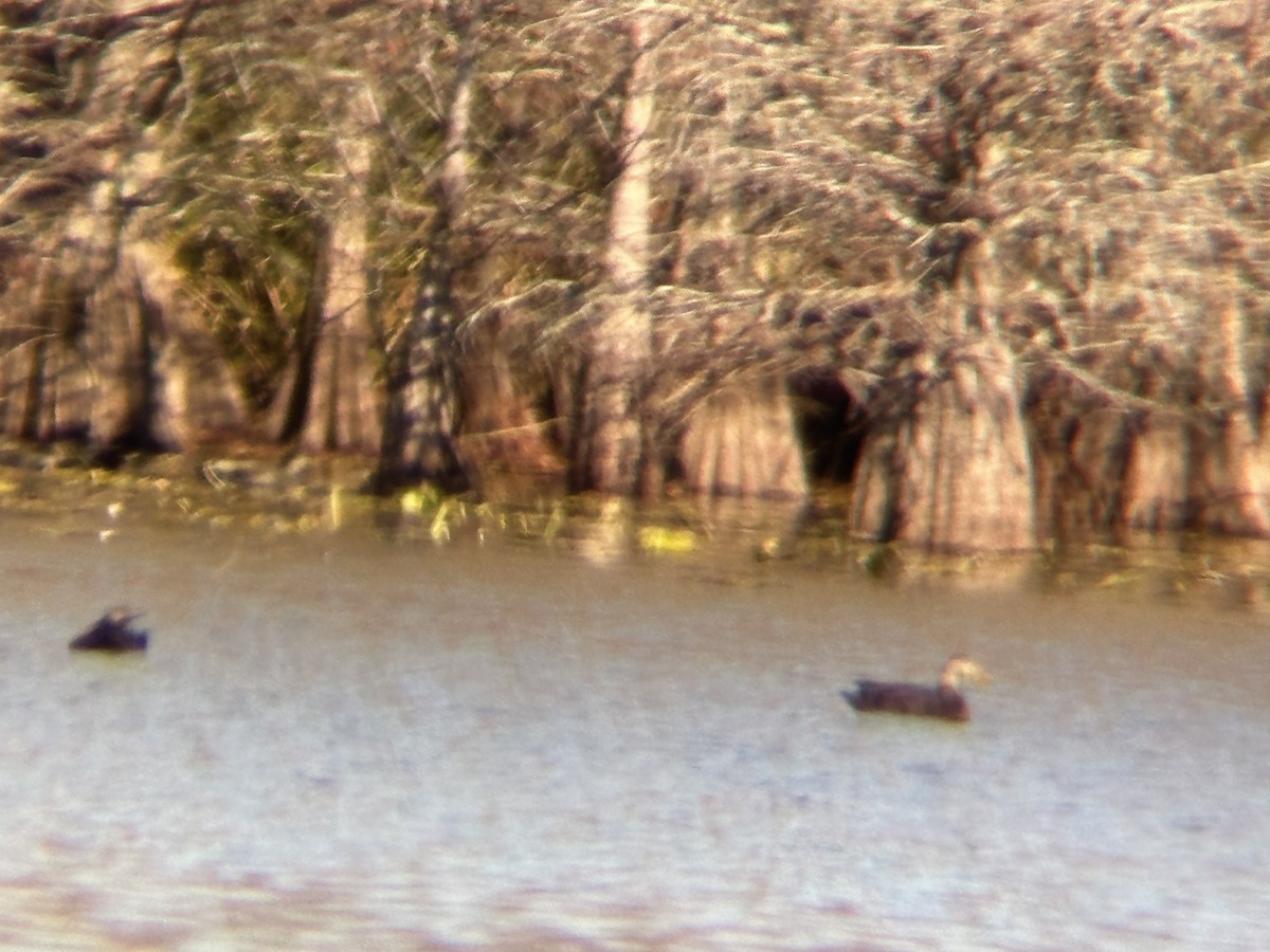 American Black Duck - ML647362713