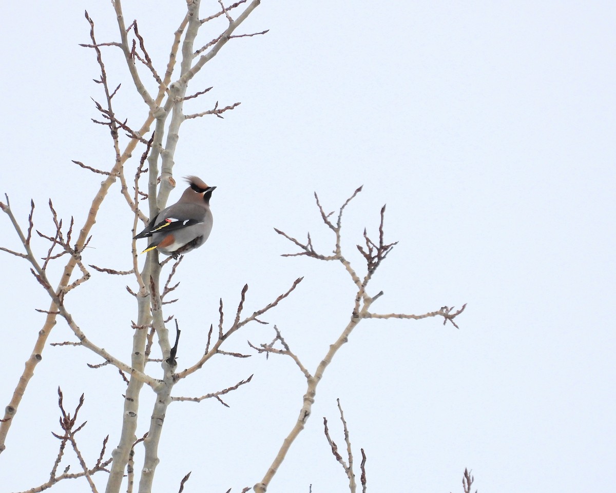 Ampelis Europeo - ML647362714