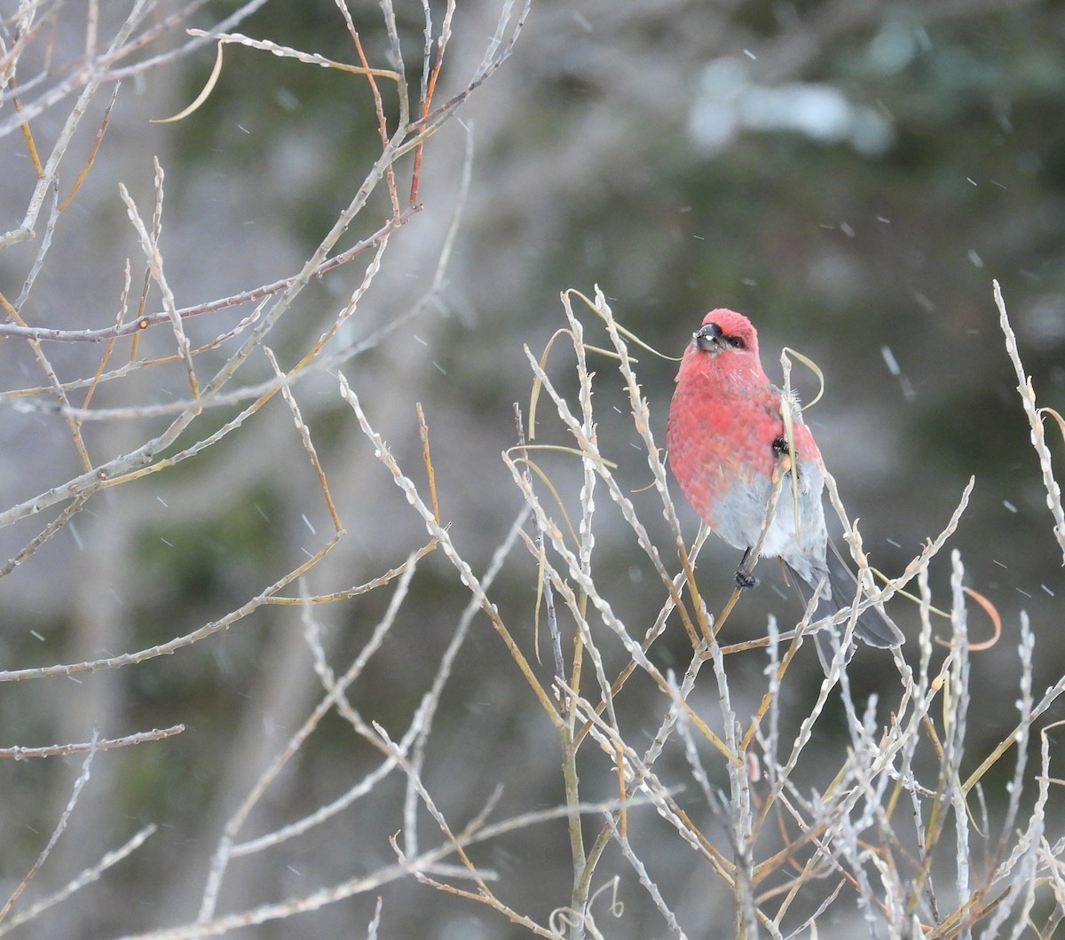 Смеречник тайговий - ML647362719