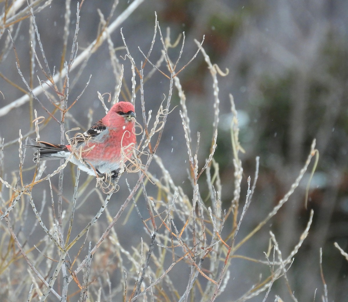 Смеречник тайговий - ML647362720