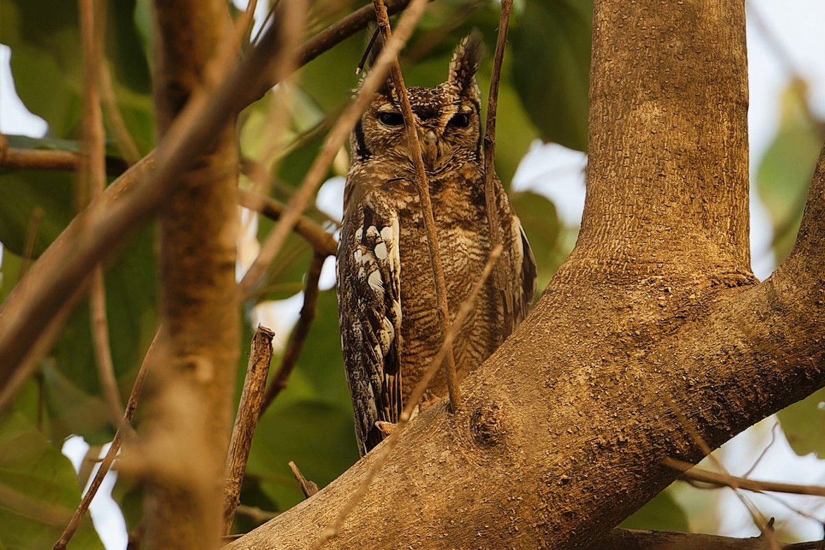Grayish Eagle-Owl - ML647362727