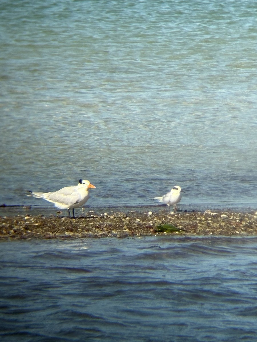 Forster's Tern - ML647362730