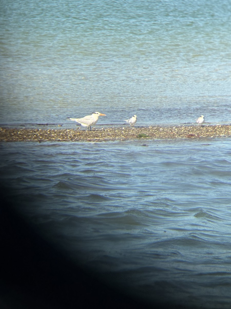 Forster's Tern - ML647362731