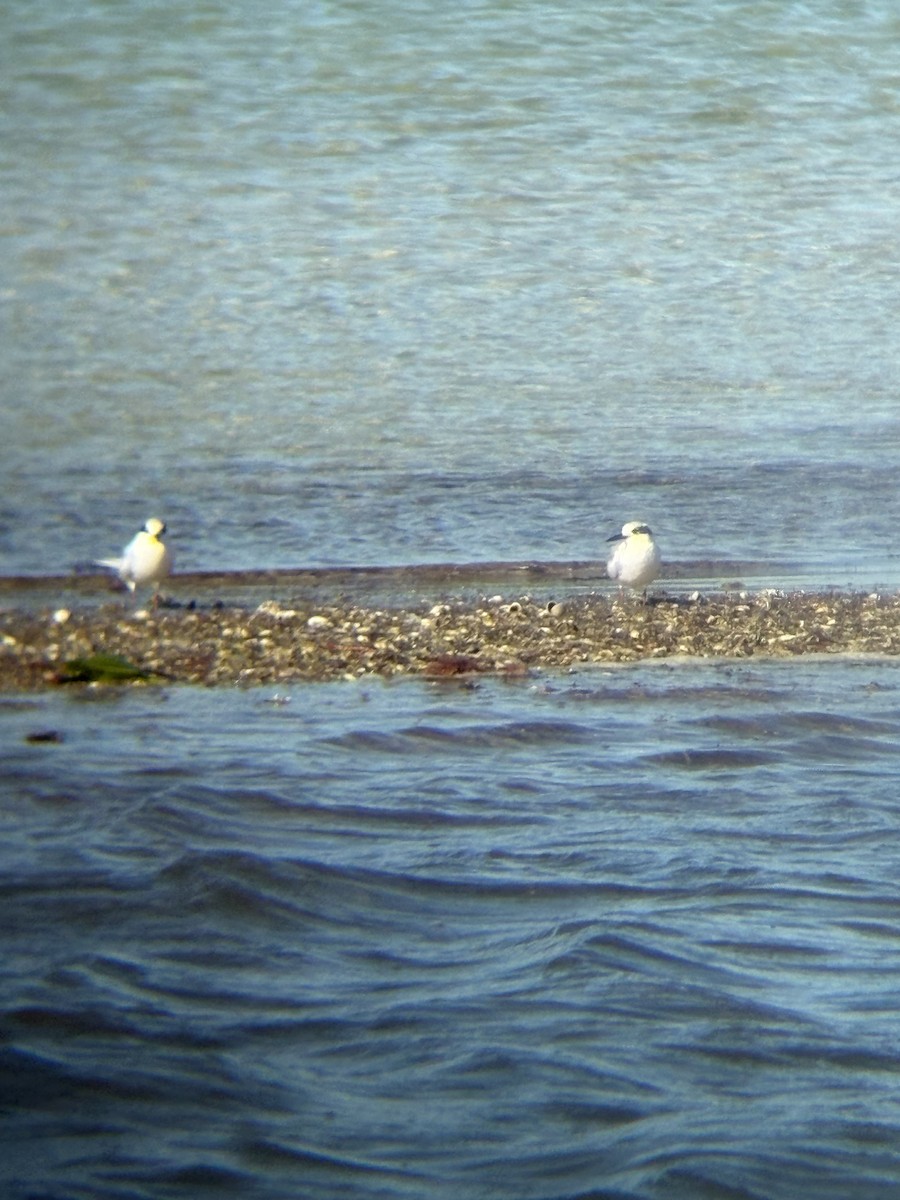Forster's Tern - ML647362732
