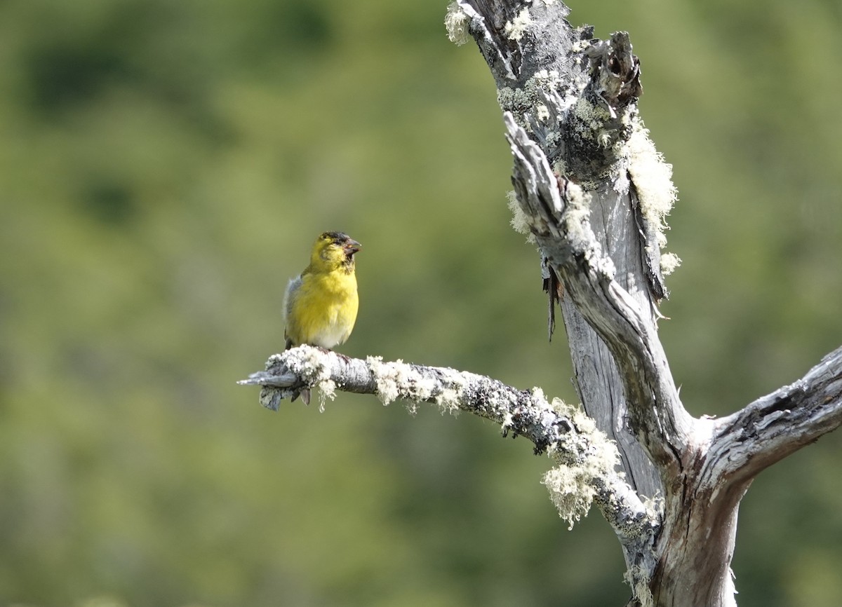 Black-chinned Siskin - ML647362742