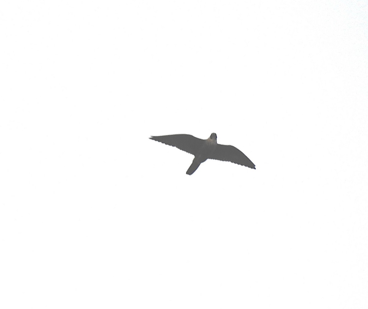 Faucon pèlerin - ML647362750