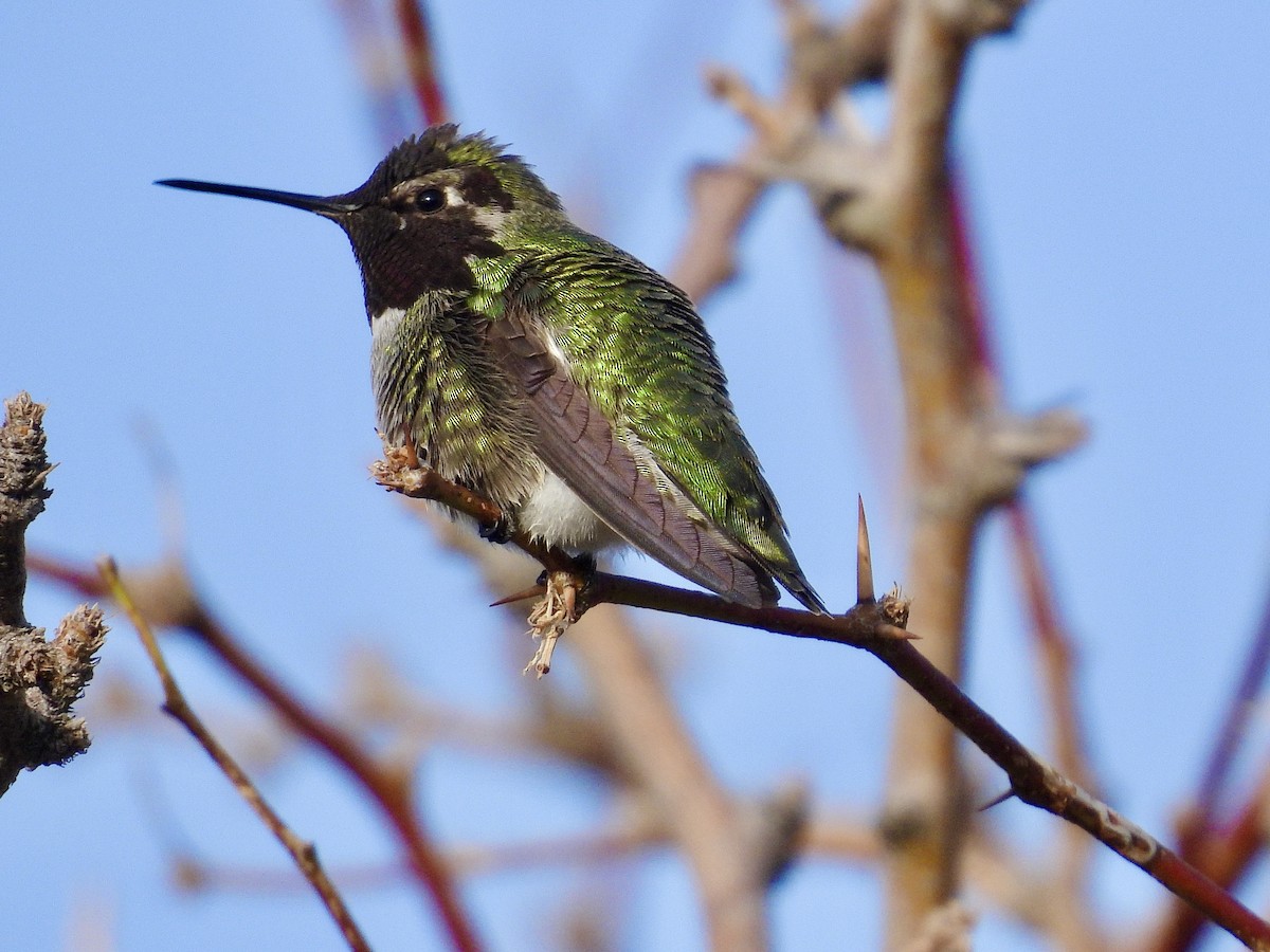 Anna's Hummingbird - ML647362752
