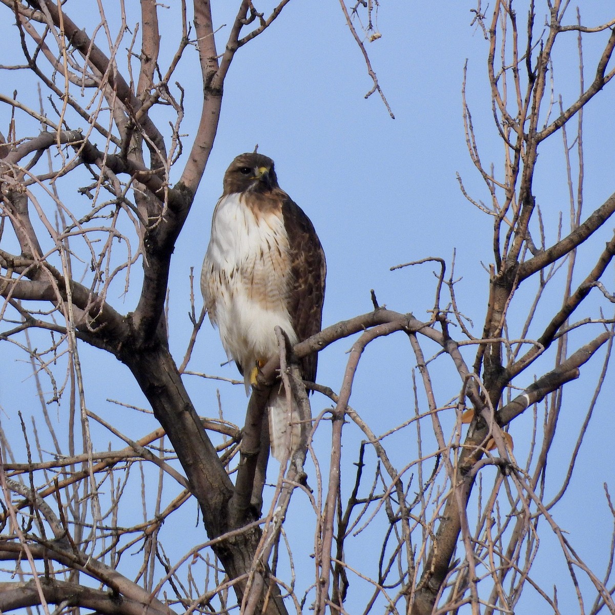 Red-tailed Hawk - ML647362755