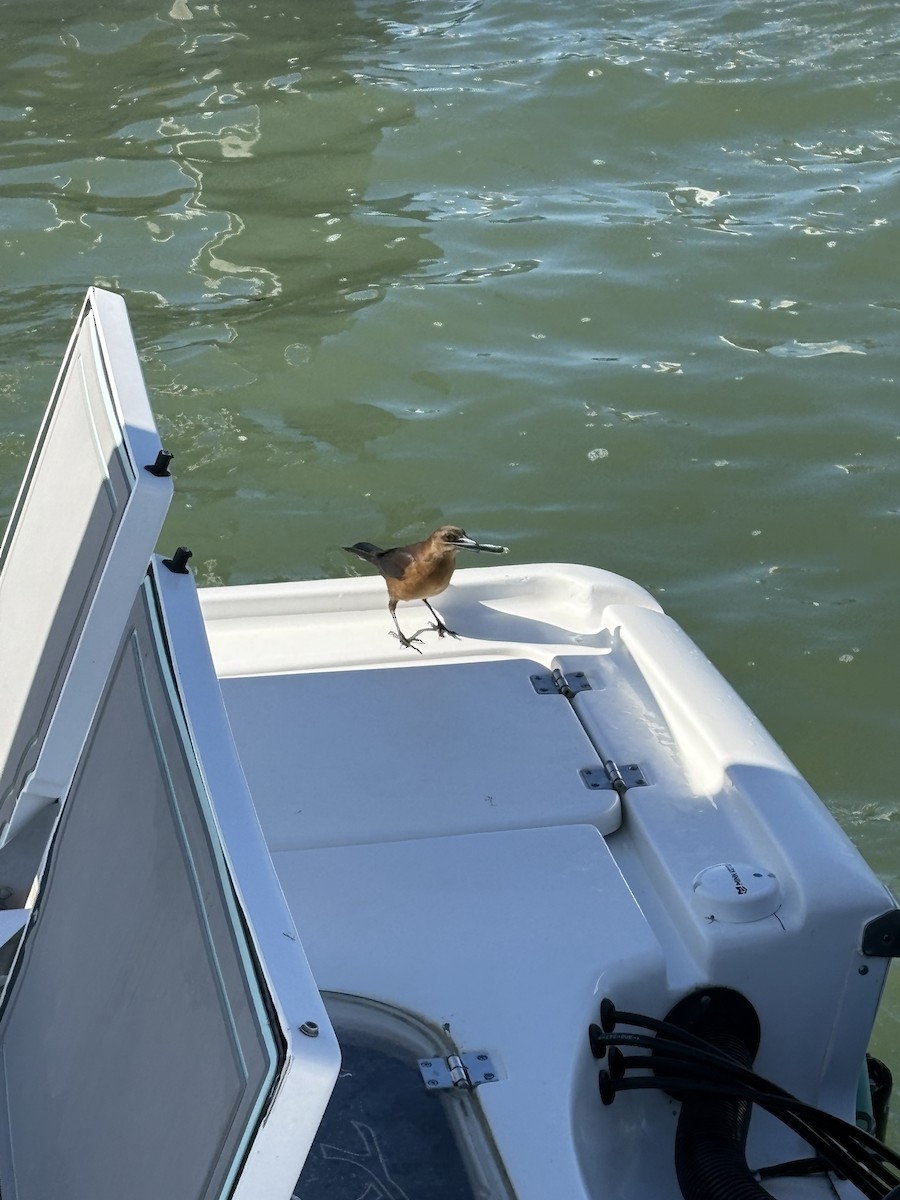 Лодкохвостый гракл - ML647362759