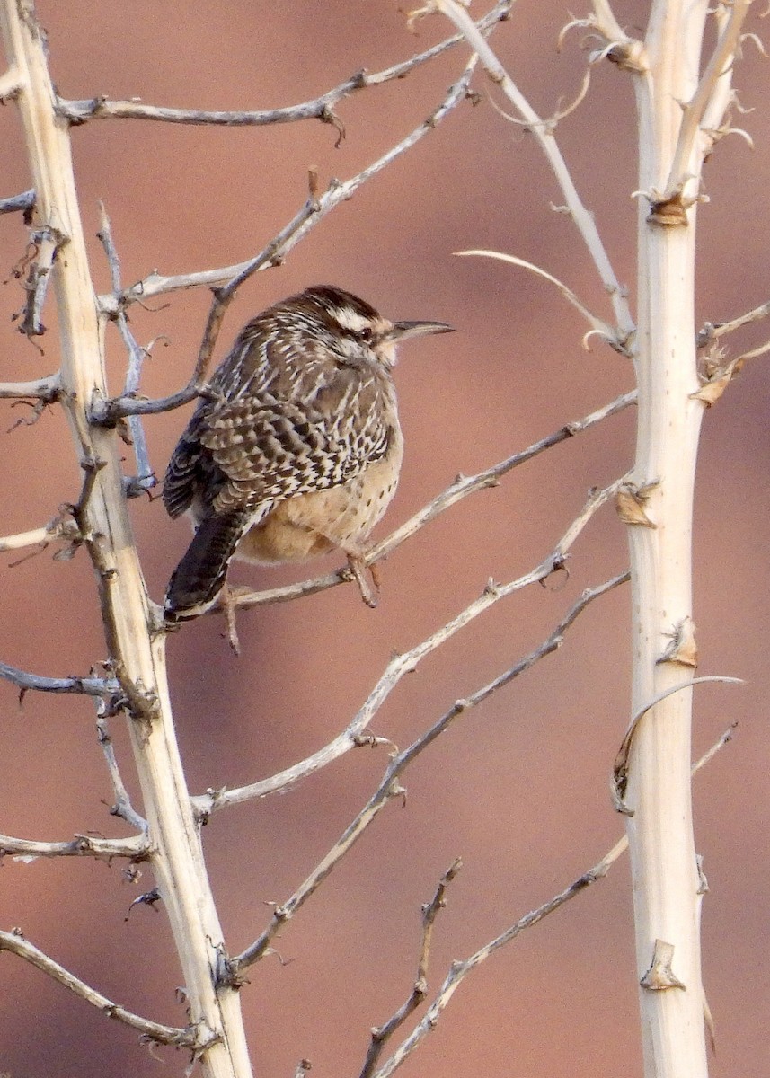 Cactus Wren - ML647362760