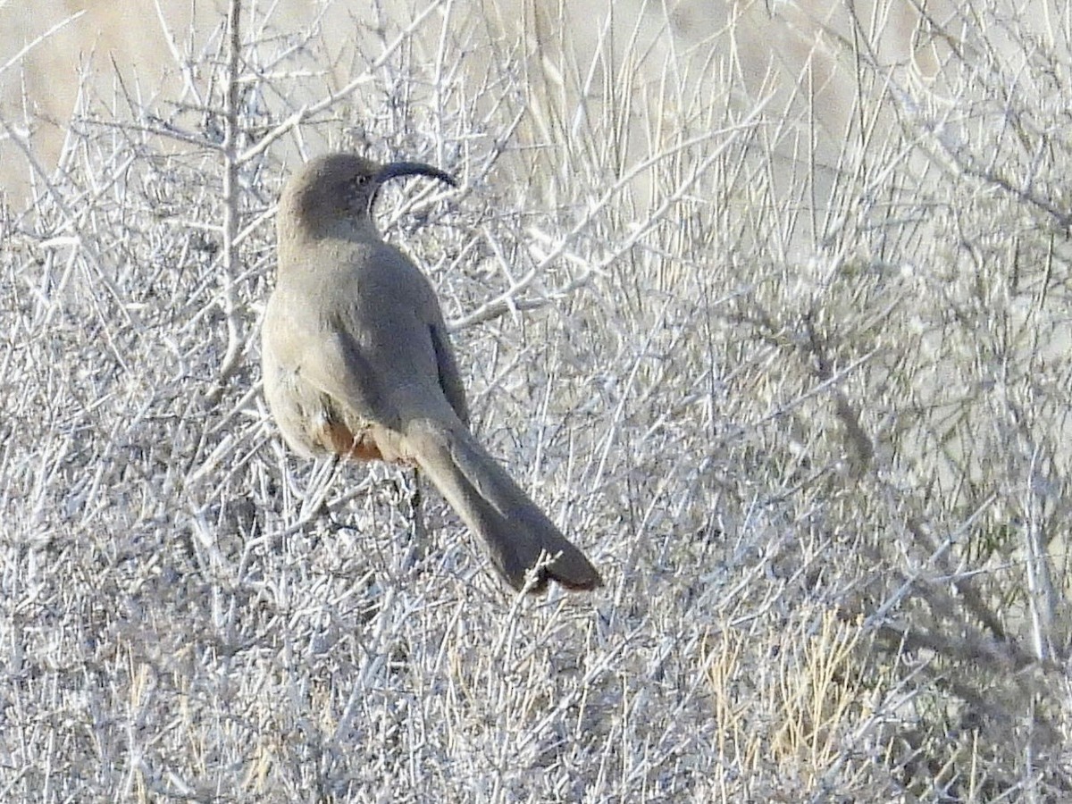 Crissal Thrasher - ML647362761