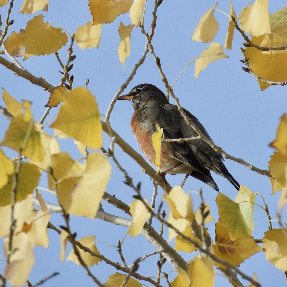 American Robin - ML647362767