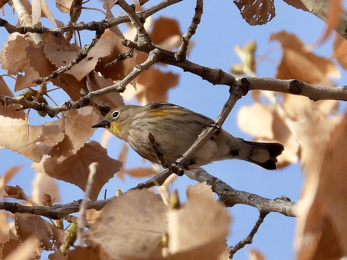 Yellow-rumped Warbler - ML647362771