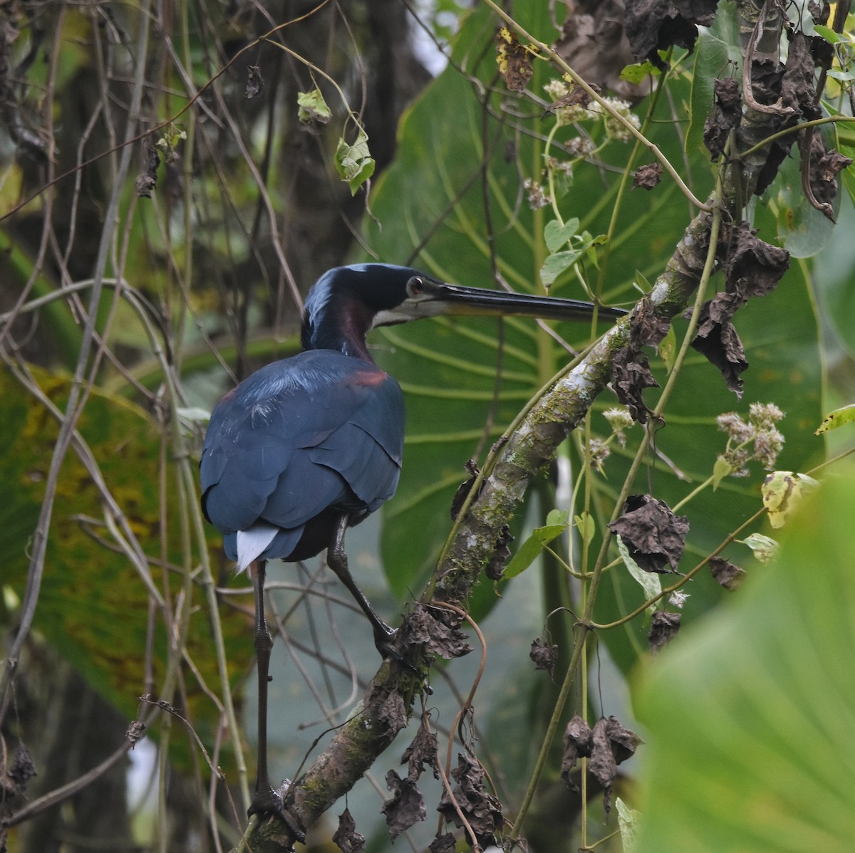 Agami Heron - ML647362810