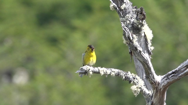 Black-chinned Siskin - ML647362824