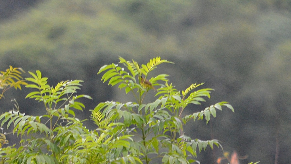 Southern Yellowthroat - ML647362851