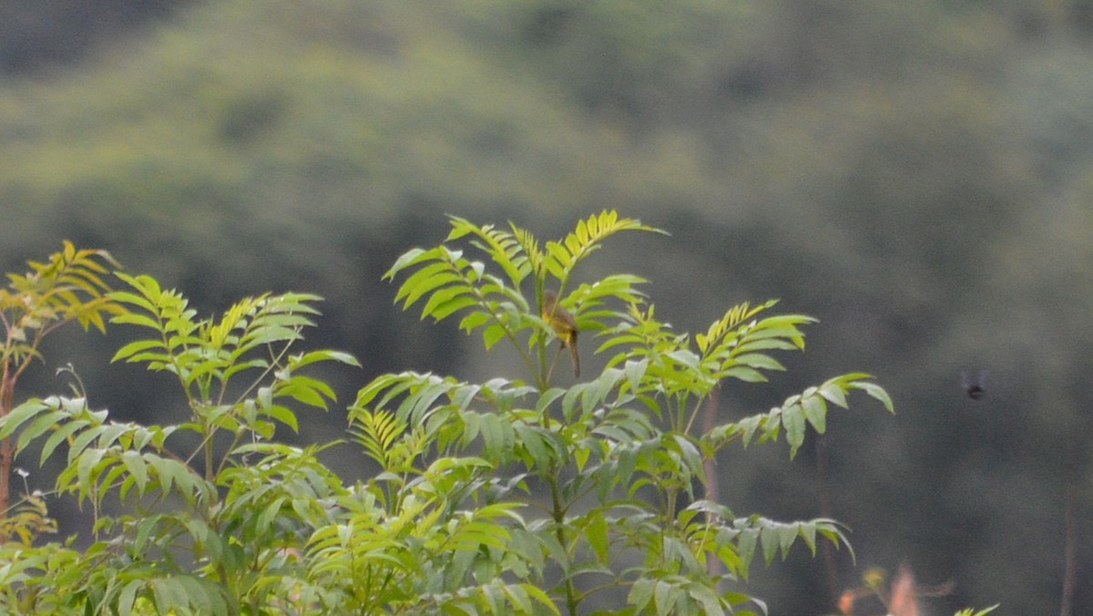 Southern Yellowthroat - ML647362852