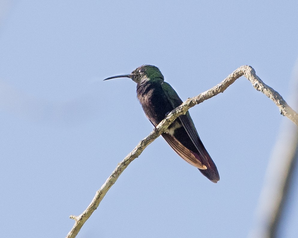 Hispaniolan Mango - ML647362869