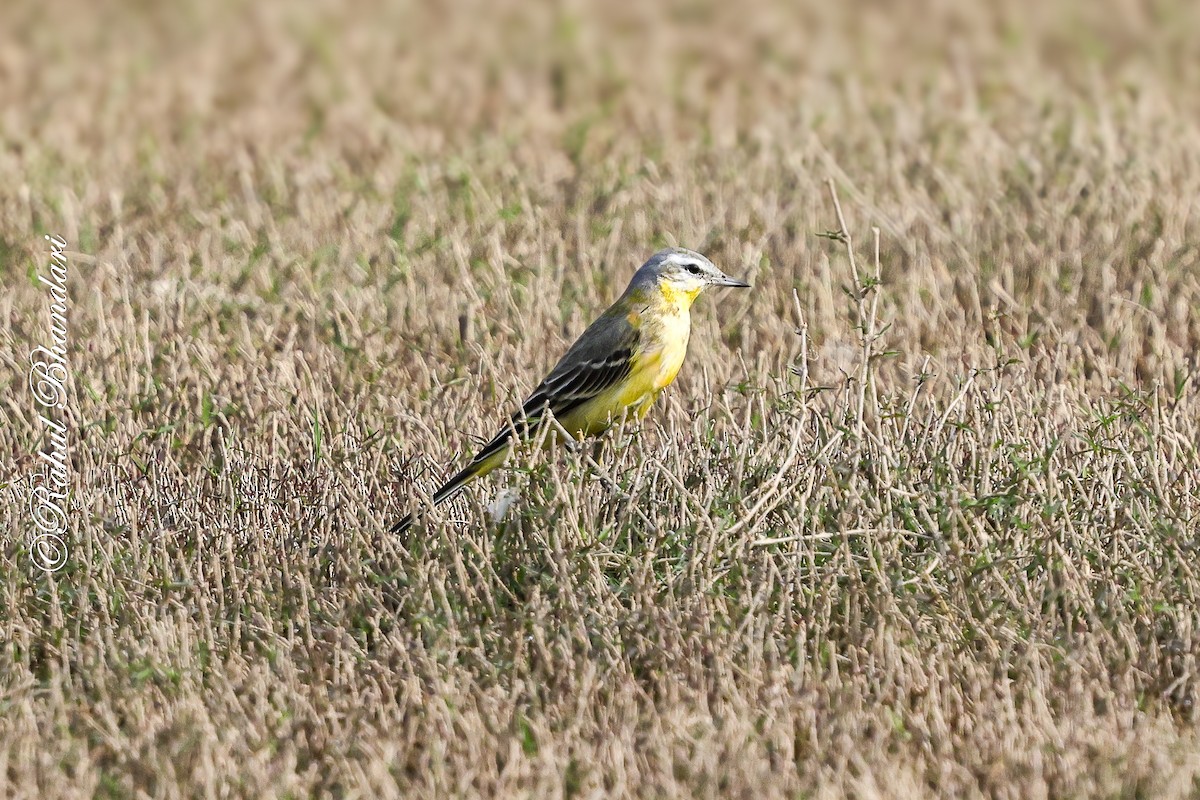 Western Yellow Wagtail (beema) - ML647362870