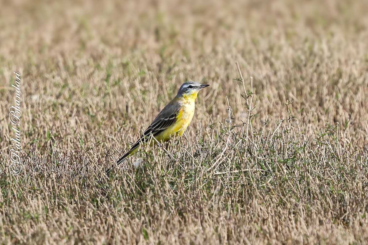 Western Yellow Wagtail (beema) - ML647362871