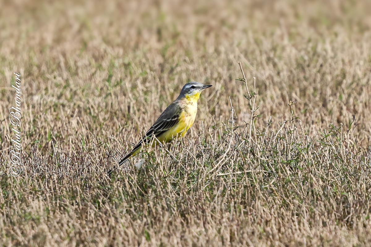 Western Yellow Wagtail (beema) - ML647362872