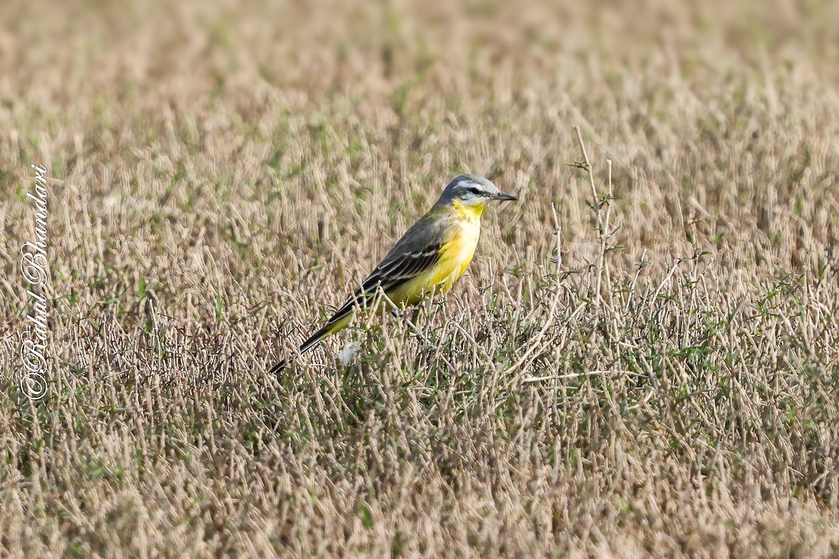 Western Yellow Wagtail (beema) - ML647362873