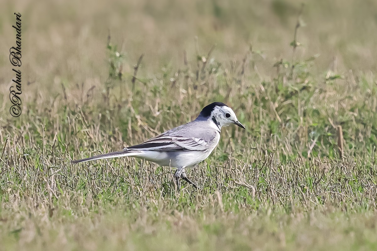 linerle - ML647362882