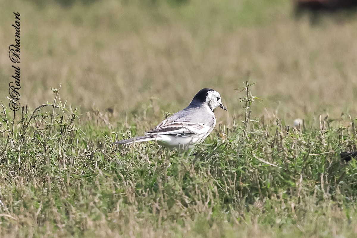 linerle - ML647362883