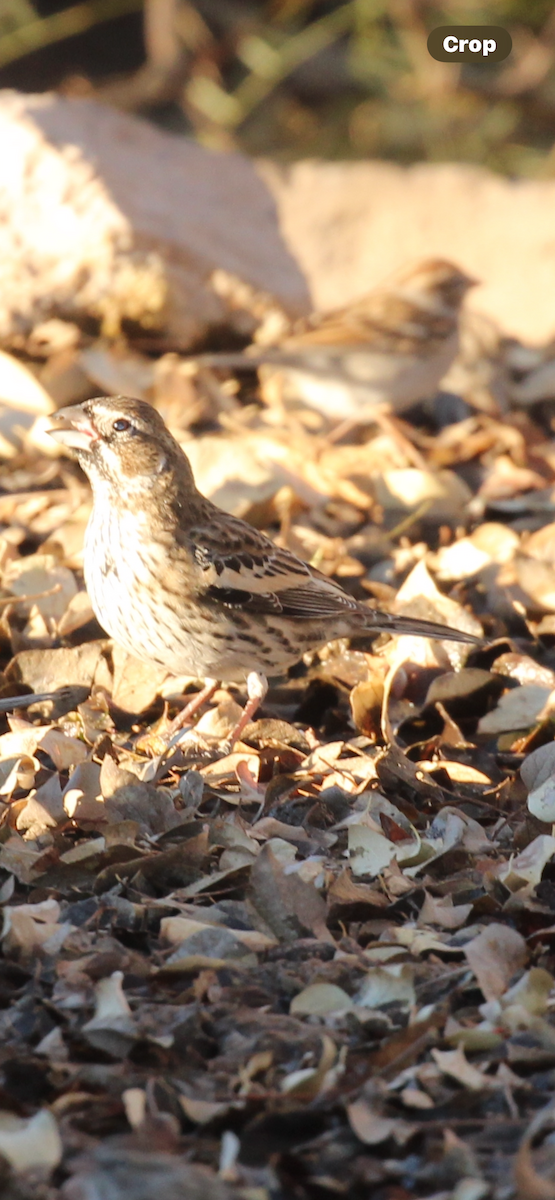 カタジロクロシトド - ML647362939