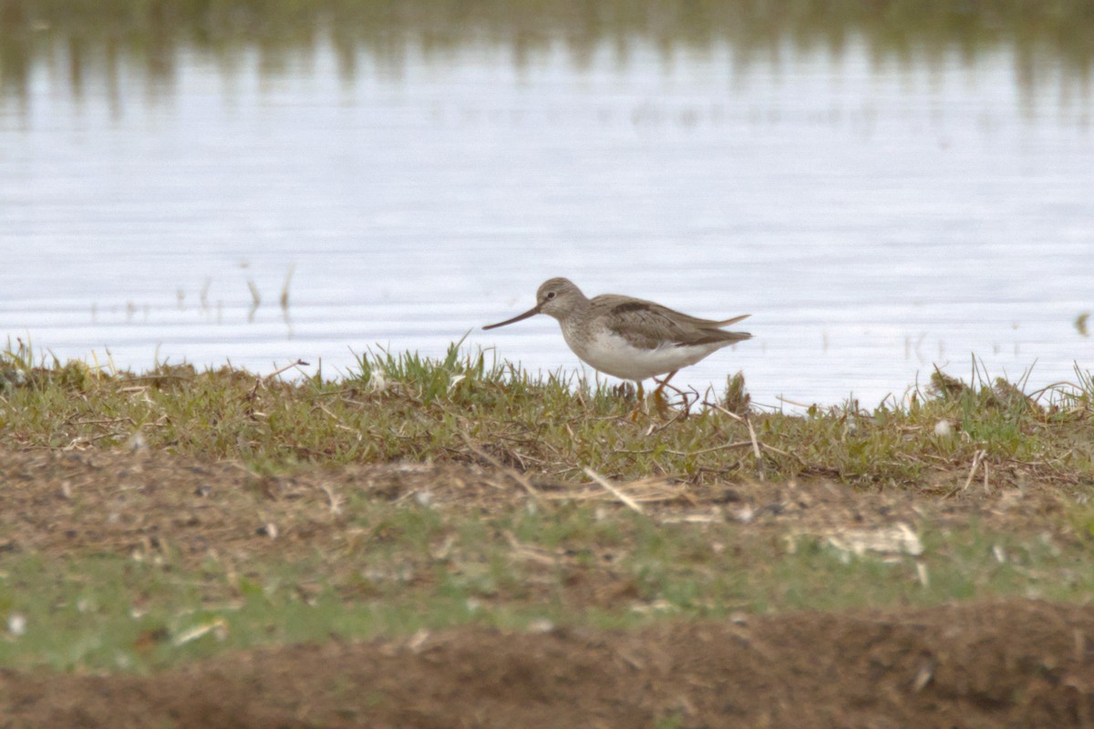 ביצנית אפורה - ML647362954