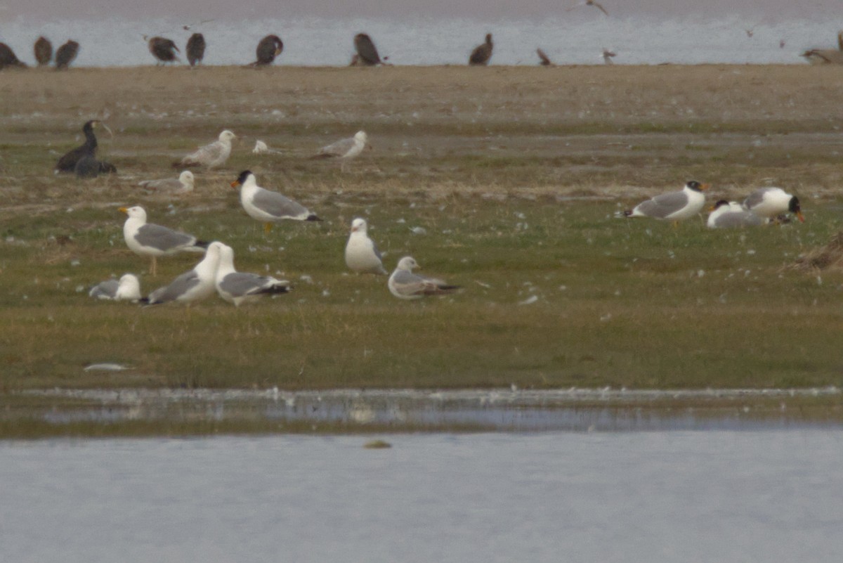 Common Gull (Russian) - ML647362963