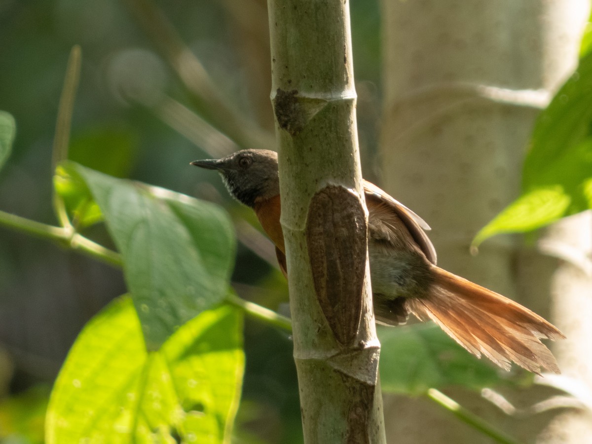 Rufous-breasted Spinetail - ML647362964