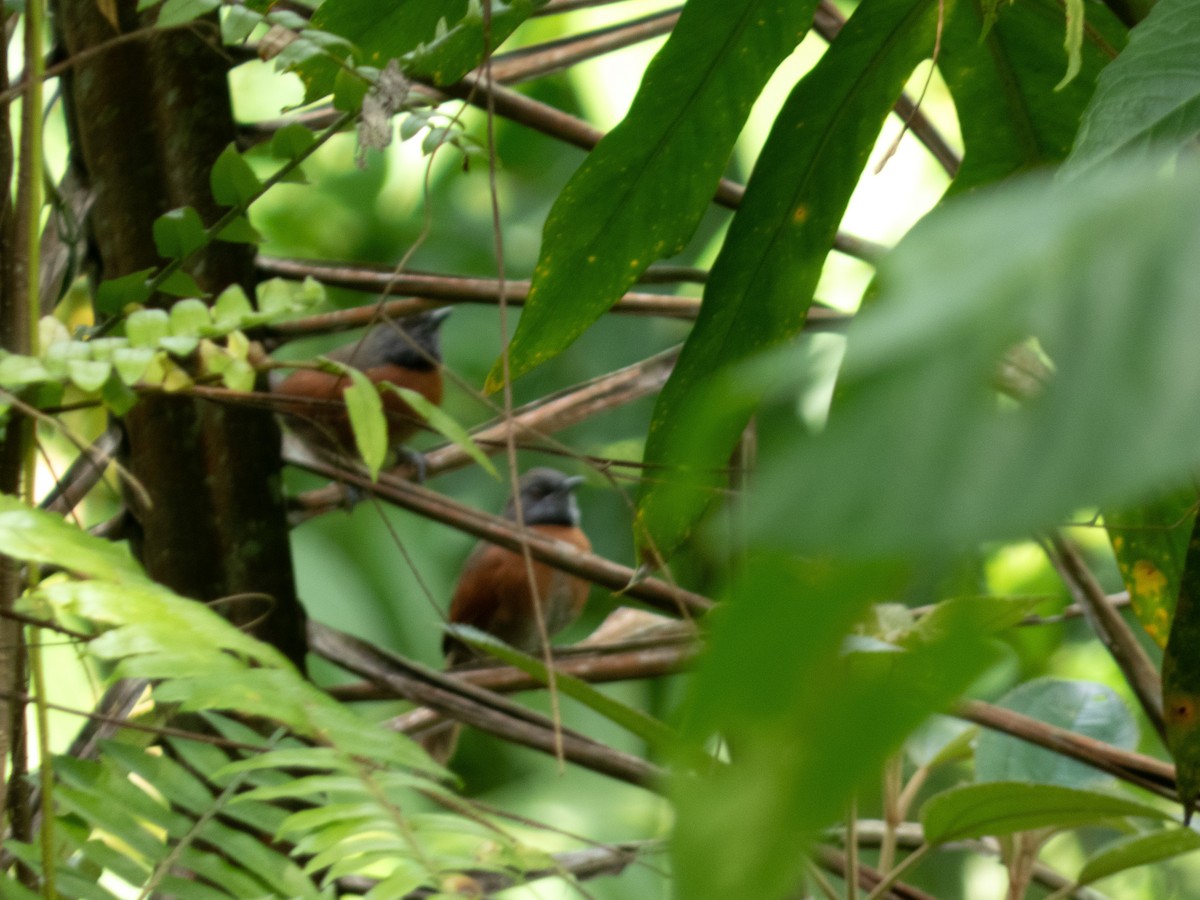 Rufous-breasted Spinetail - ML647362965