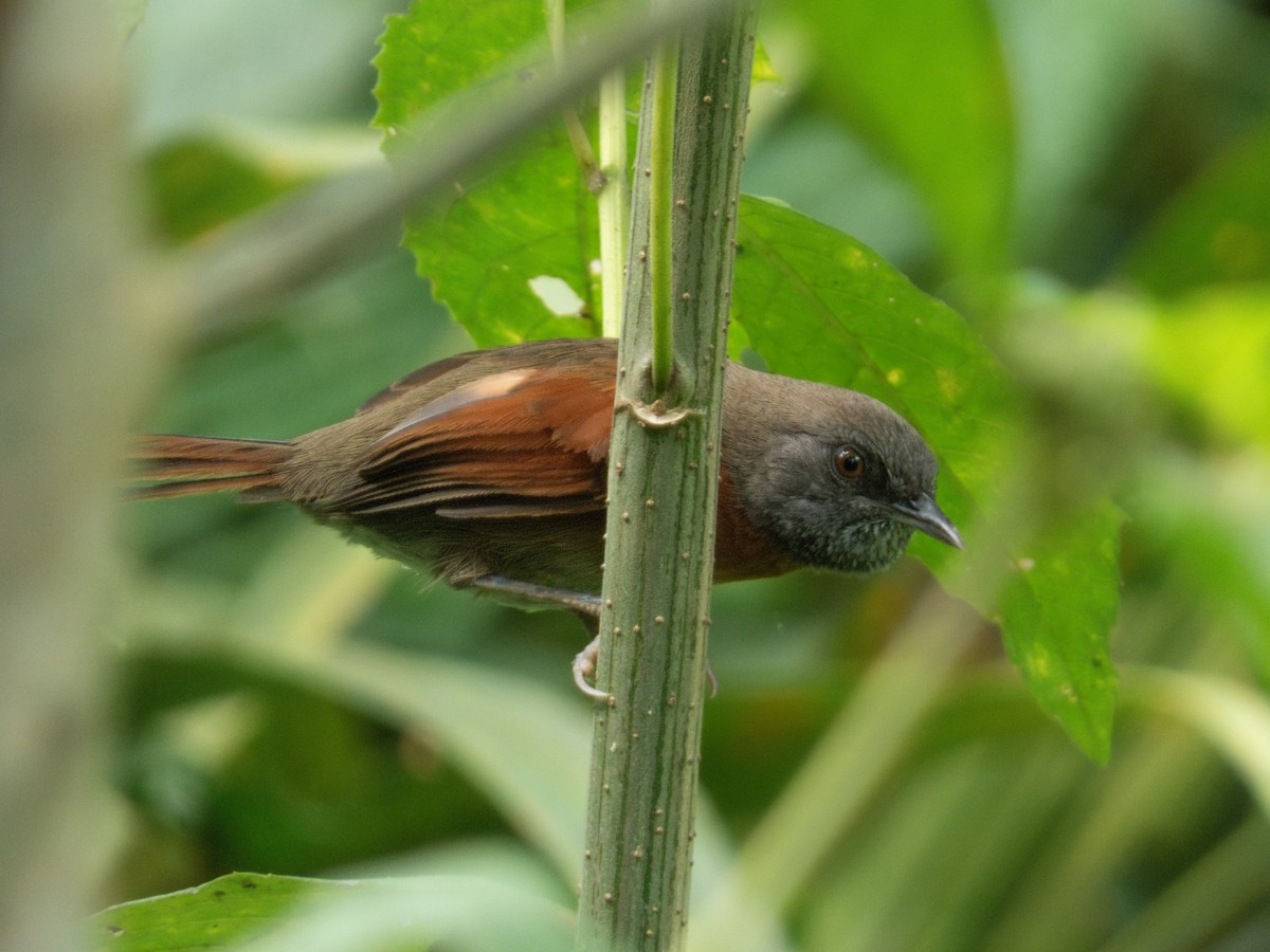 Rufous-breasted Spinetail - ML647362966