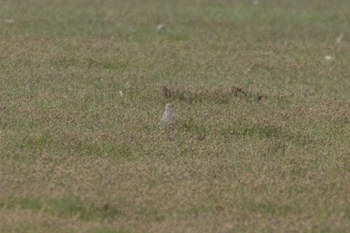 Побережник арктичний - ML647362974