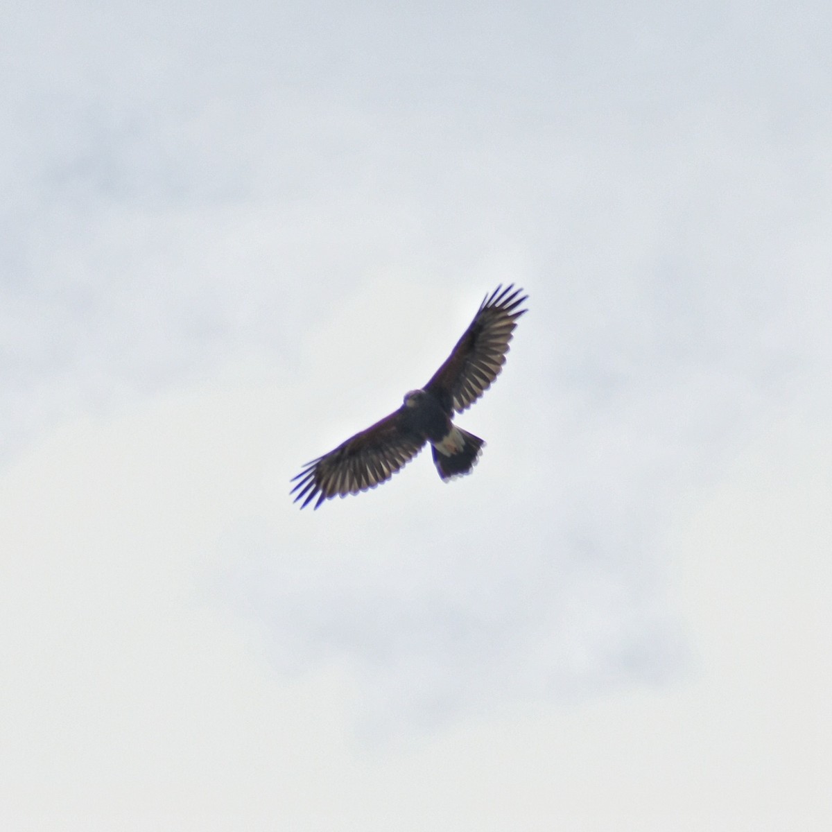 Harris's Hawk - ML647362986