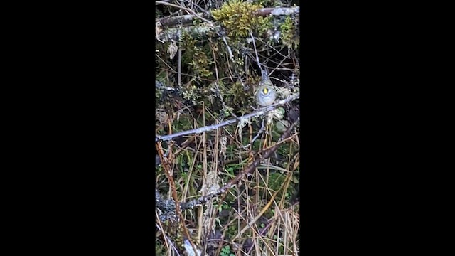 Golden-crowned Kinglet - ML647362991