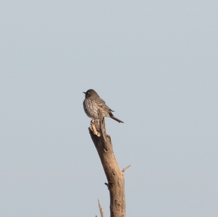 Sage Thrasher - ML647362998