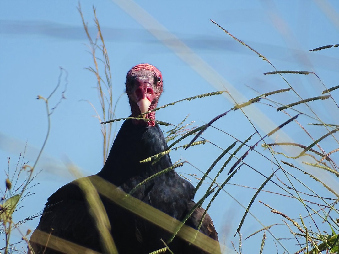 Turkey Vulture - ML647363015
