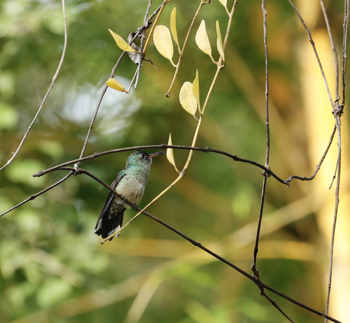 Scaly-breasted Hummingbird - ML647363017