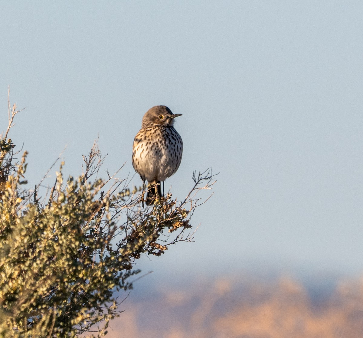 Sage Thrasher - ML647363037