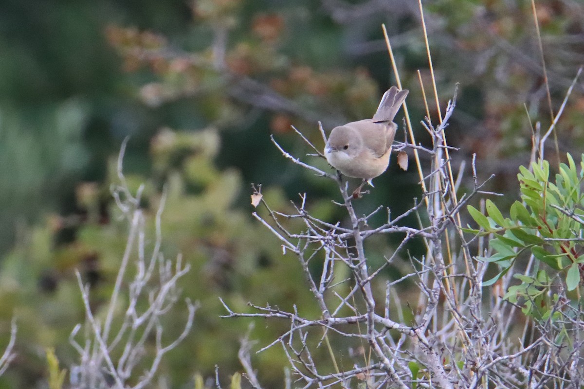 Western Subalpine Warbler - ML647363053
