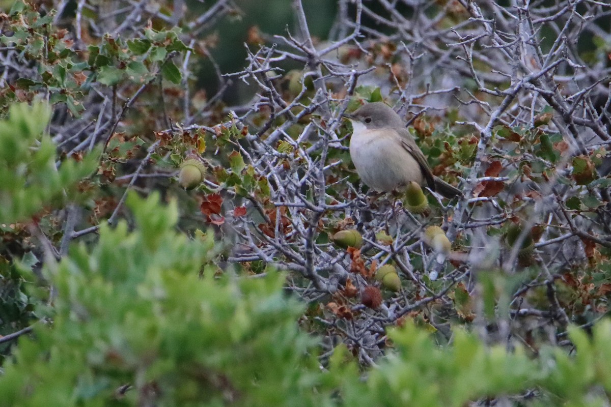 Western Subalpine Warbler - ML647363054