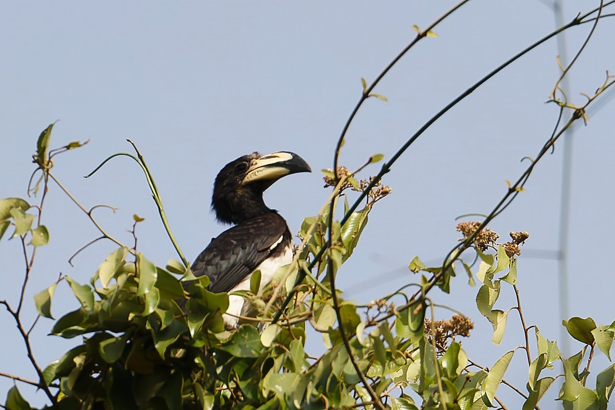 West African Pied Hornbill - ML647363067