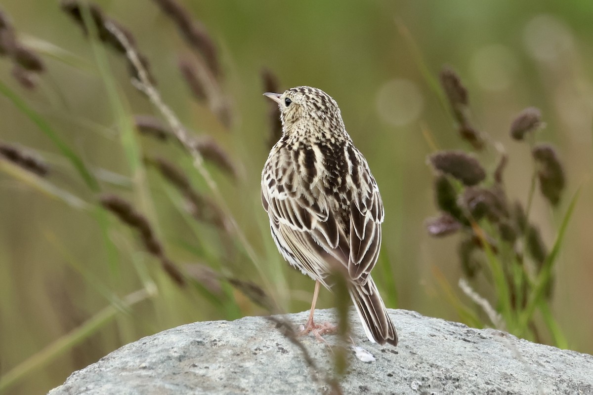 Bisbita Correndera - ML647363074